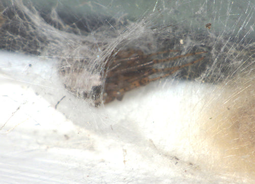 Araignées — Bild 2