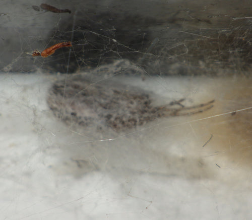 Araignées — Bild 3