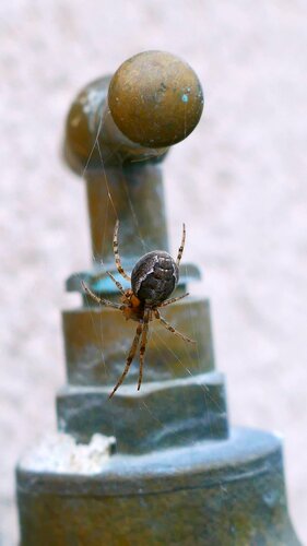 Araignées — Bild 4