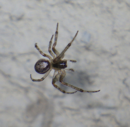 Araignées — Bild 5