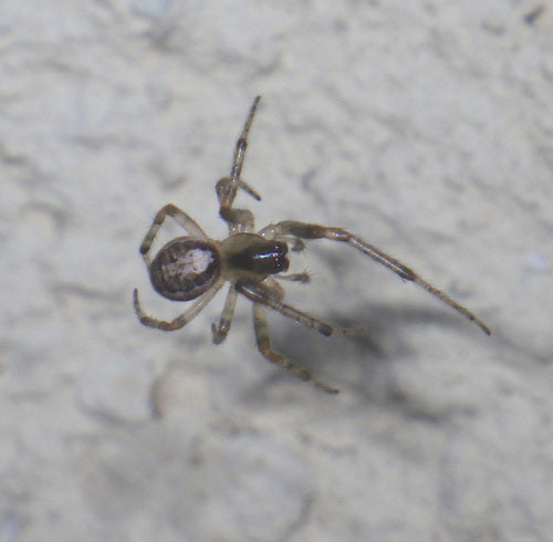 Araignées — Bild 3