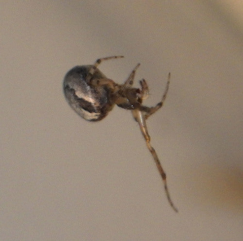 Araignées — Bild 2