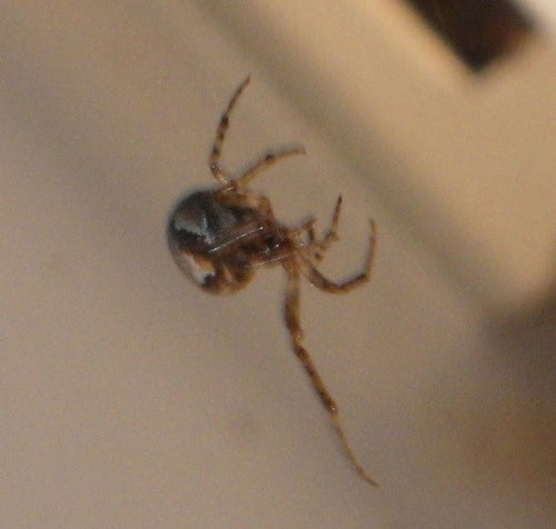 Araignées — Bild 1