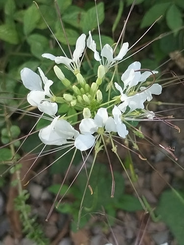 Fleur d'araignée — Bild 2
