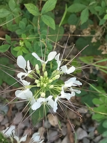 Fleur d'araignée — Bild 1