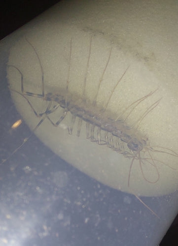 Coureur d'araignée — Bild 3