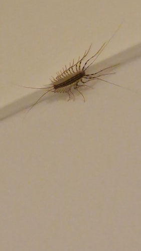 Coureur d'araignée — Bild 2