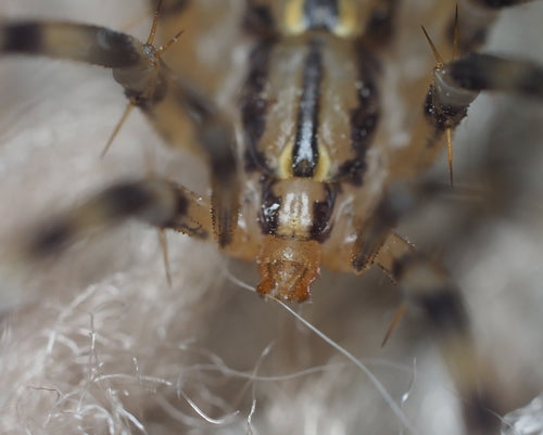 Coureur d'araignée — Bild 5