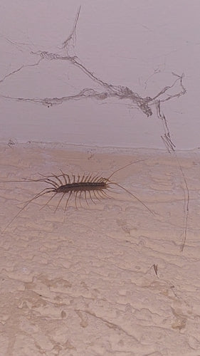 Coureur d'araignée — Bild 4