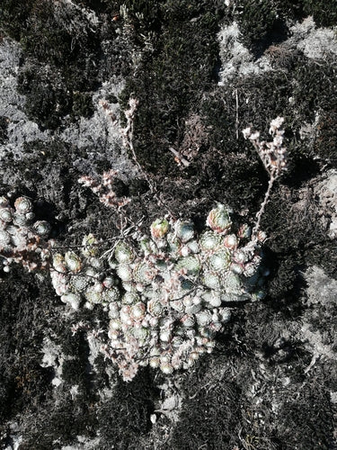 Joubarbe en toile d'araignée — Bild 4