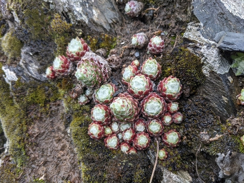 Joubarbe en toile d'araignée — Bild 5