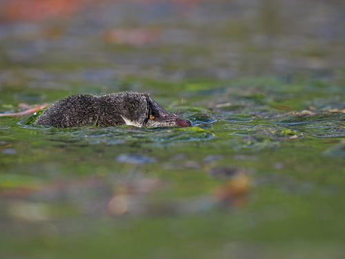 musaraignes — Bild 1