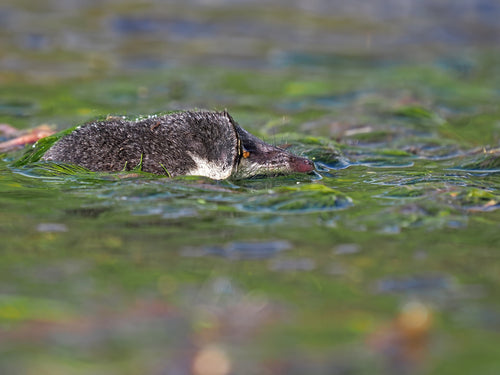 musaraignes — Bild 3