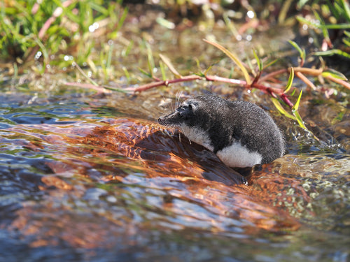 musaraignes — Bild 5