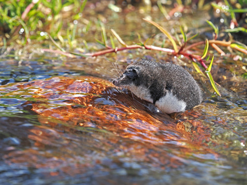 musaraignes — Bild 4