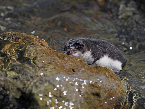 musaraignes — Bild 2