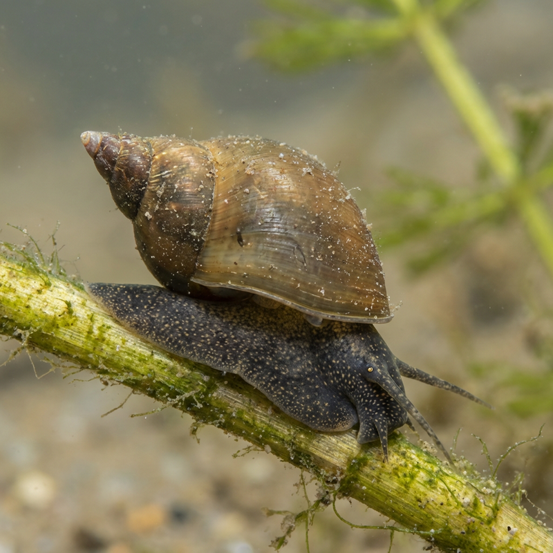 Escargot de boue pointu