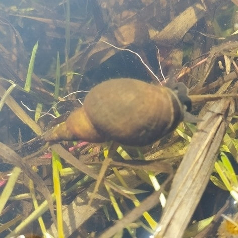 Escargot de boue pointu — Bild 2