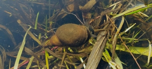 Escargot de boue pointu — Bild 3