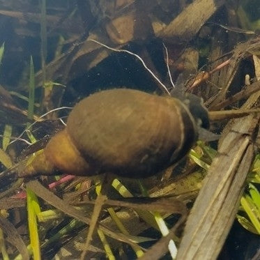 Escargot de boue pointu — Bild 1