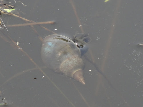 Escargot de boue pointu — Bild 4