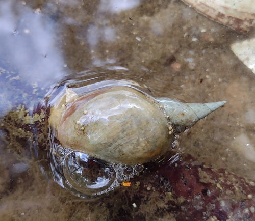 Escargot de boue pointu — Bild 5