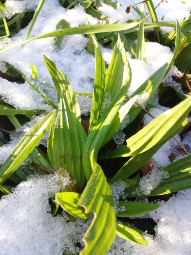 Plantain lancéolé — Bild 3