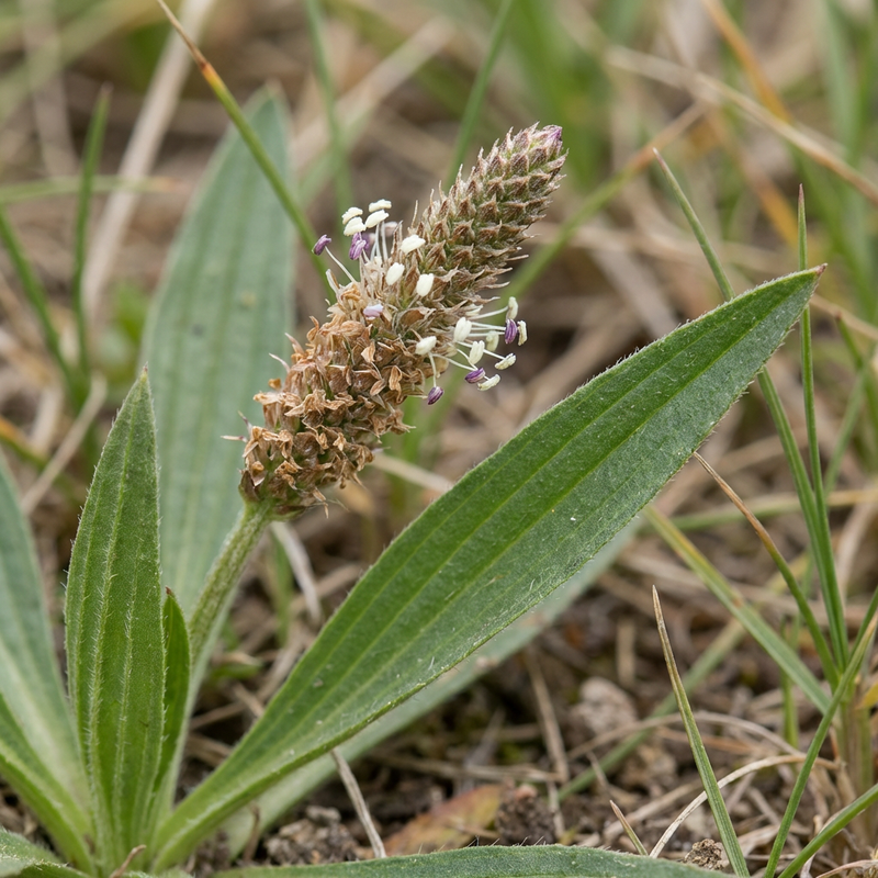 Plantain lancéolé