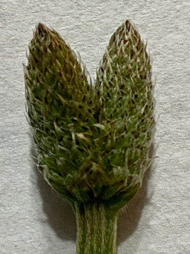 Plantain lancéolé — Bild 4