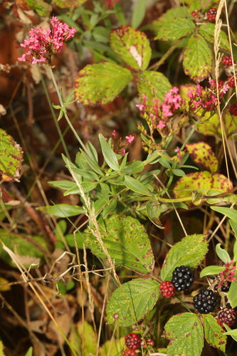 fleur éperon — Bild 1