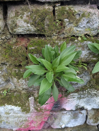 fleur éperon — Bild 3