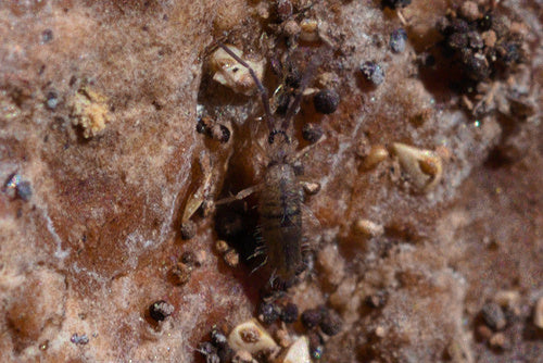 Contrôle du collembole — Bild 3