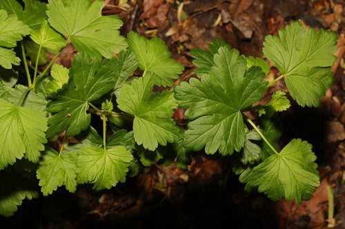 Naturaufnahme - Bild 1