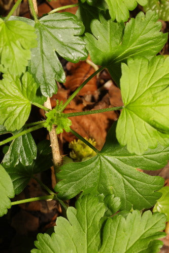 Naturaufnahme - Bild 2