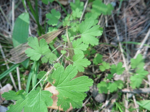 Naturaufnahme - Bild 8