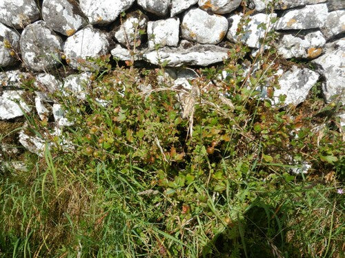 Naturaufnahme - Bild 4