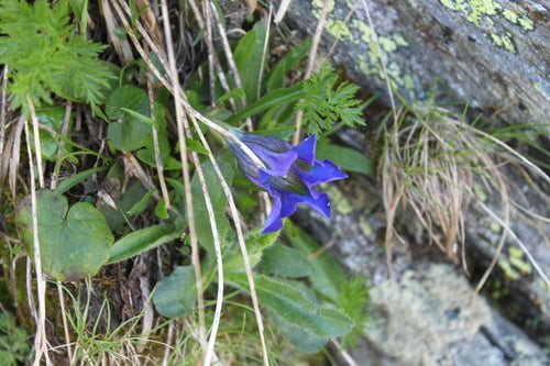 Gentiane sans tige — Bild 5