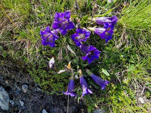 Gentiane sans tige — photo 5 sur 9