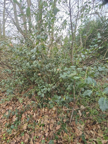 Houx — Bild 2