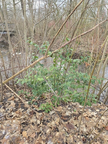 Houx — Bild 5