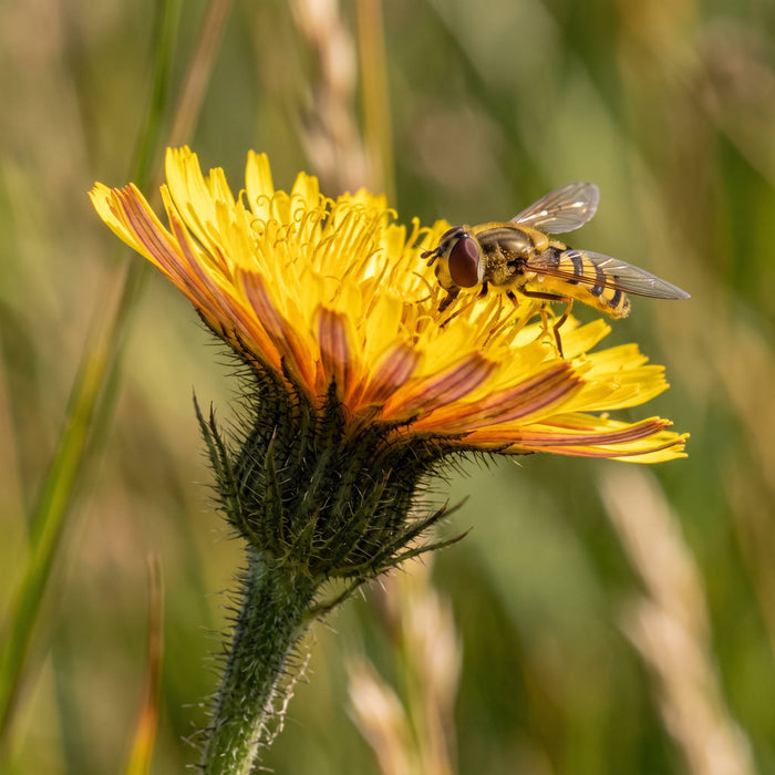 Blüte von Steifhaariger Löwenzahn (Leontodon hispidus) in Nahaufnahme (KI-generiert)