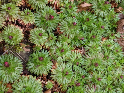 Saxifrage — Bild 5