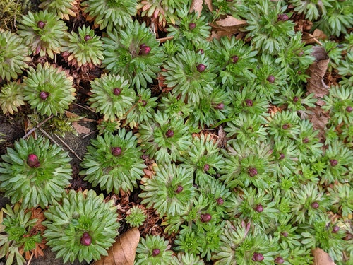 Saxifrage — Bild 4
