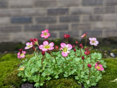 Saxifrage — Bild 3