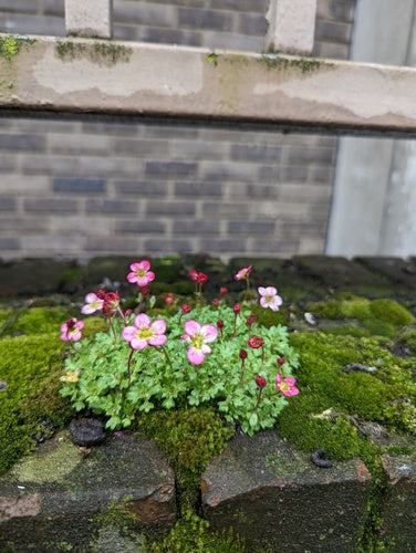 Saxifrage — Bild 2