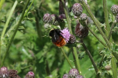 Bourdon de pierre — Bild 5