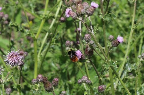 Bourdon de pierre — Bild 3
