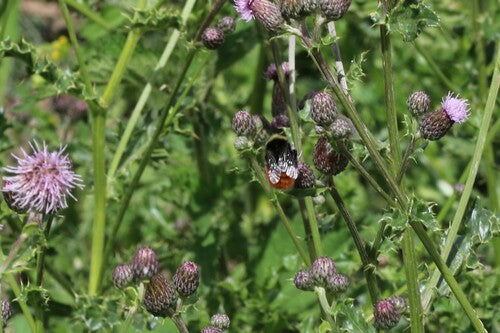 Bourdon de pierre — Bild 2