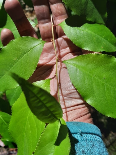Arbre fruitier à noyau (genre) — Bild 5