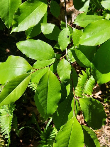Arbre fruitier à noyau (genre) — Bild 4